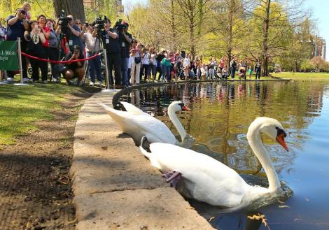 romeo and juliet swans